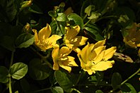Lysimachia nummularia